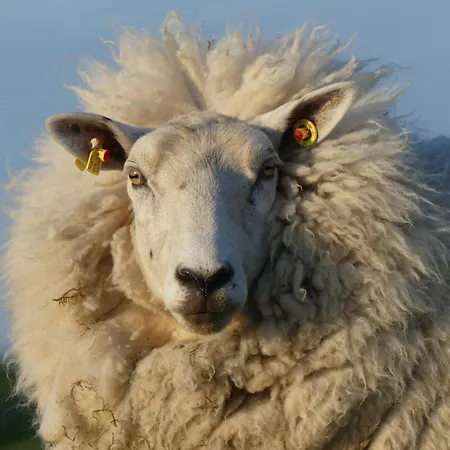 Deichkoje12 Deck 1 Eg Direkt Am Eiderdeich Nur 7 Km Bis Zur Nordsee Und 20 Min Bis Sankt Peter Ording