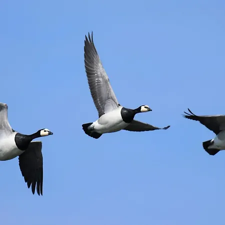 Deichkoje12 Deck 1 Eg Direkt Am Eiderdeich Nur 7 Km Bis Zur Nordsee Und 20 Min Bis Sankt Peter Ording Apartament Tönning